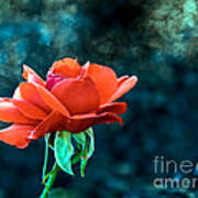 Beautiful Red Rose Photograph by Robert Bales - Fine Art America