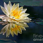 Beautiful Water Lily Reflection Art Print