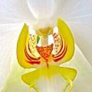 Beautiful White Orchid Art Print