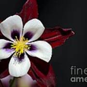 Beautiful White Petal Yellow Stamen Purple Shades Aquilegia Columbine Flower Art Print