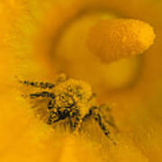 Bee In Pollen Art Print