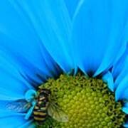 Bee On Blue Daisy Art Print