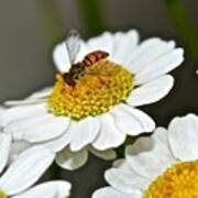 Bee On Feverfew Art Print