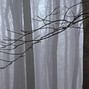 Beech Trees In Fog Linacre Art Print