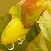 Begonia Raindrops Art Print