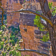 Behind The Tree Grand Canyon Lan163 Art Print