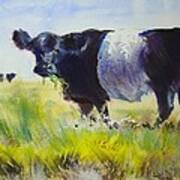 Belted Galloway Cow #2 Art Print