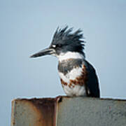 Belted Kingfisher Art Print