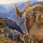 Bighorn Trio Art Print