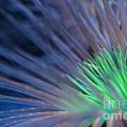 Bioluminescent Anemone Art Print