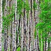 Birch Forest 2 Art Print