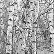 Birch Forest Art Print