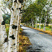 Birch Tree Lane Art Print