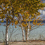 Birch Trees Along The Shore Of Crystal Lake Art Print
