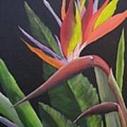 Bird Of Paradise Art Print