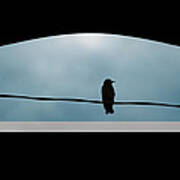 Bird On A Wire Art Print