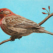 Bird Painting - House Finch Art Print