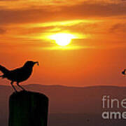 Bird With Insect At Sunset Art Print