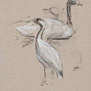Birds Charcoal Study Art Print