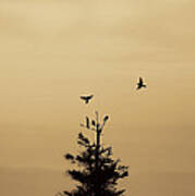 Birds Flying And Landing In Tree Dolly Sods Art Print