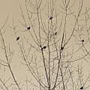 Birds Gather Art Print