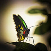 Birdwing Butterfly Art Print