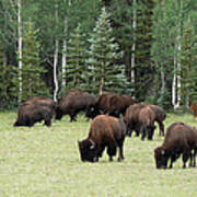 Bison At North Rim Art Print