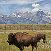 Bison In Grand Tetons Art Print