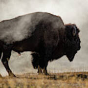 Bison In Mist, Upper Geyser Basin Art Print
