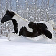 Black And White Paint Horse In Snow Art Print