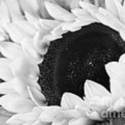 Black And White Sunflower Art Print