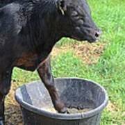 Black Angus Calf Art Print