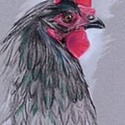 Black Australorp Hen Art Print