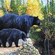 Black Bear And Cub Art Print