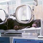 Black Bear Cub In Incubator Art Print