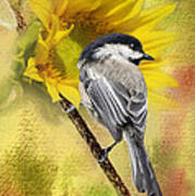 Black Capped Chickadee Checking Out The Sunflowers Art Print