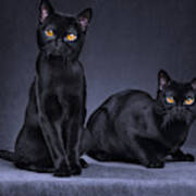 Black Cats Art Print