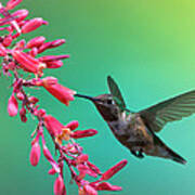 Black Chinned Hummingbird Art Print