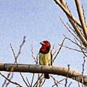 Black-colored Barbet-africa Art Print