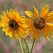 Black-eyed Susan Art Print