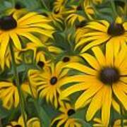 Black Eyed Susans Art Print