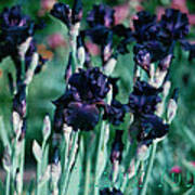 Black Iris And A Reminder To Utter The Words Thank You. Art Print