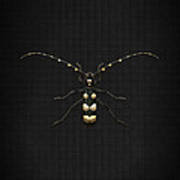 Black Longhorn Beetle With Gold Accents On Black Canvas Art Print