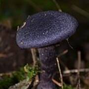 Black Mushroom Art Print