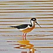 Black Neck Stilt Standing Art Print