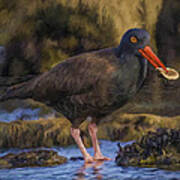 Black Oystercatcher Art Print