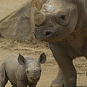 Black Rhinoceros Mother And Calf Art Print