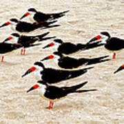 Black Skimmers On The Beach Art Print