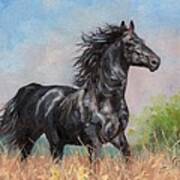 Black Stallion Art Print