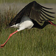 Black Stork, Ciconia Nigra, Taking Off. Art Print